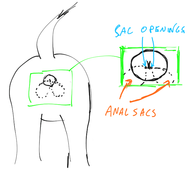 diagram of anal sacs mature wife tick